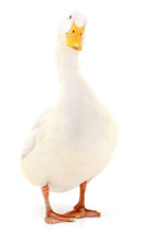 Laden Sie das Bild in den Galerie-Viewer, Dekofigur Gans