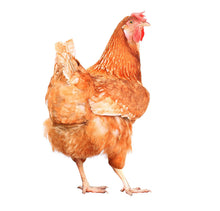 Laden Sie das Bild in den Galerie-Viewer, Garten Deko Huhn 