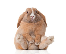 Laden Sie das Bild in den Galerie-Viewer, Osterhase
